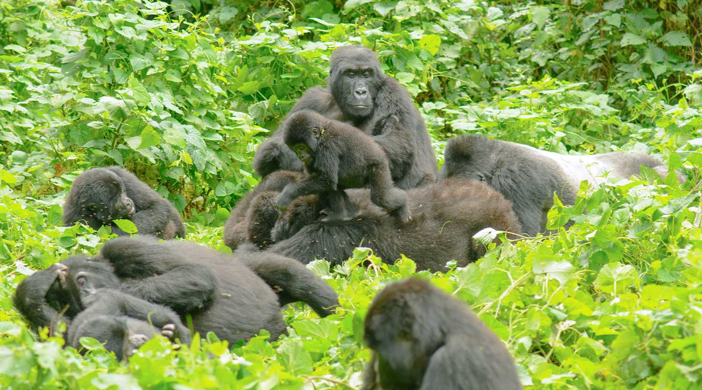 Wildlife & Gorilla Trekking Safari - Image 2