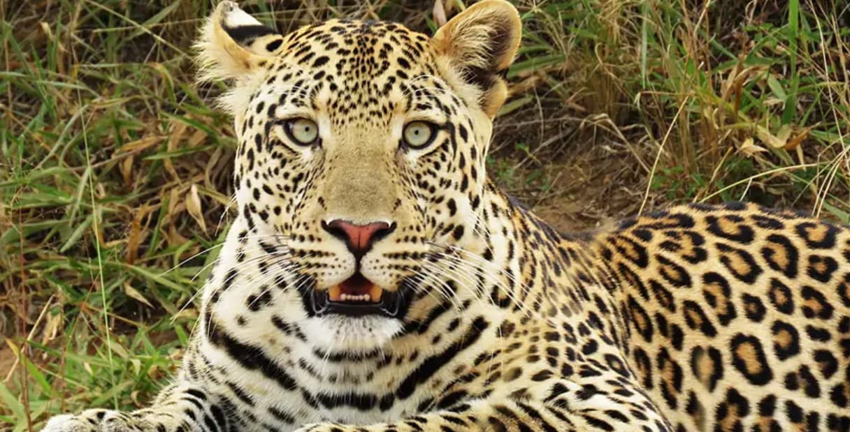 Queen Elizabeth National Park Safari - Image 5