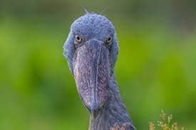Mabamba Swamp Birding: Shoebill & Wetland Birds Adventure - Image 4