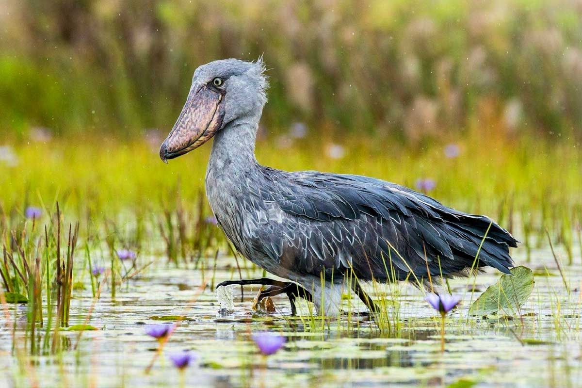 Mabamba Swamp Birding: Shoebill & Wetland Birds Adventure - Image 1