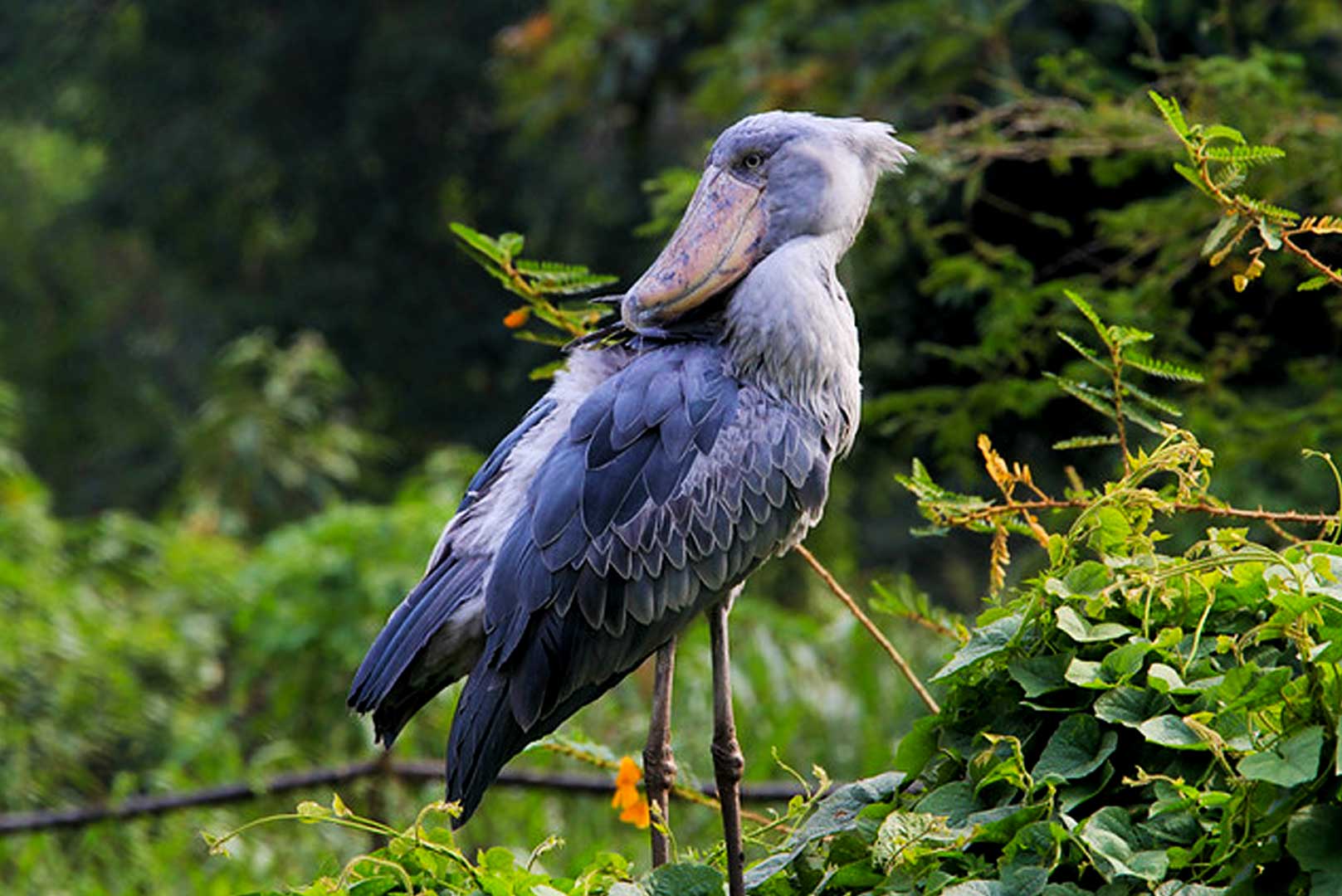 Mabamba Swamp Birding: Shoebill & Wetland Birds Adventure - Image 2