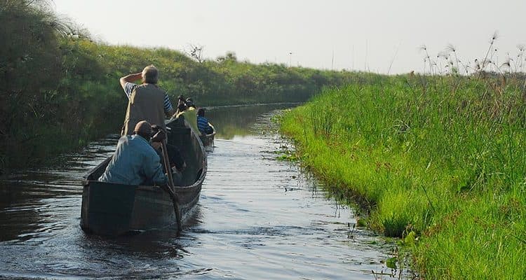 Mabamba Swamp Birding: Shoebill & Wetland Birds Adventure - Image 3